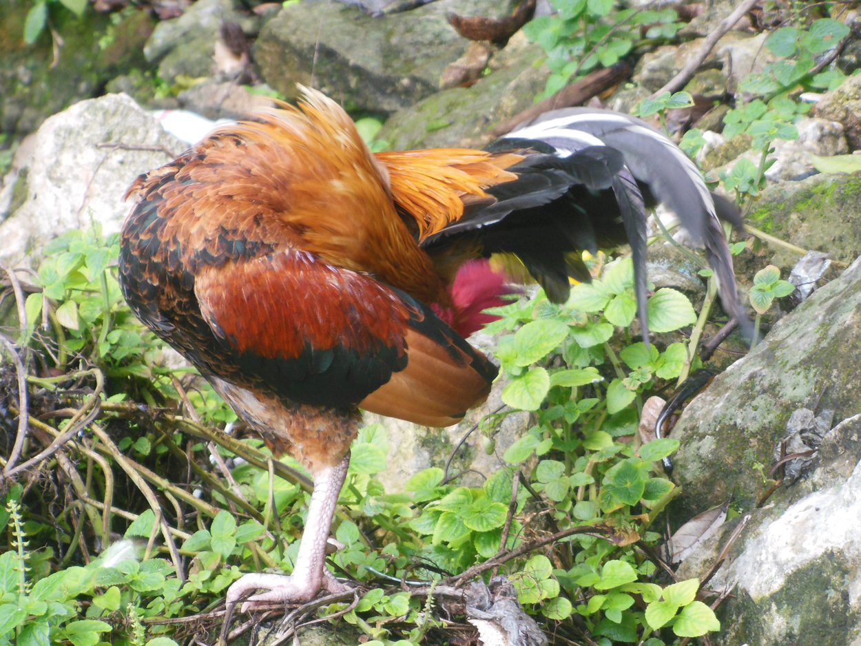 2013-11-03 Kuala Lumpur (Beim Tempel) 